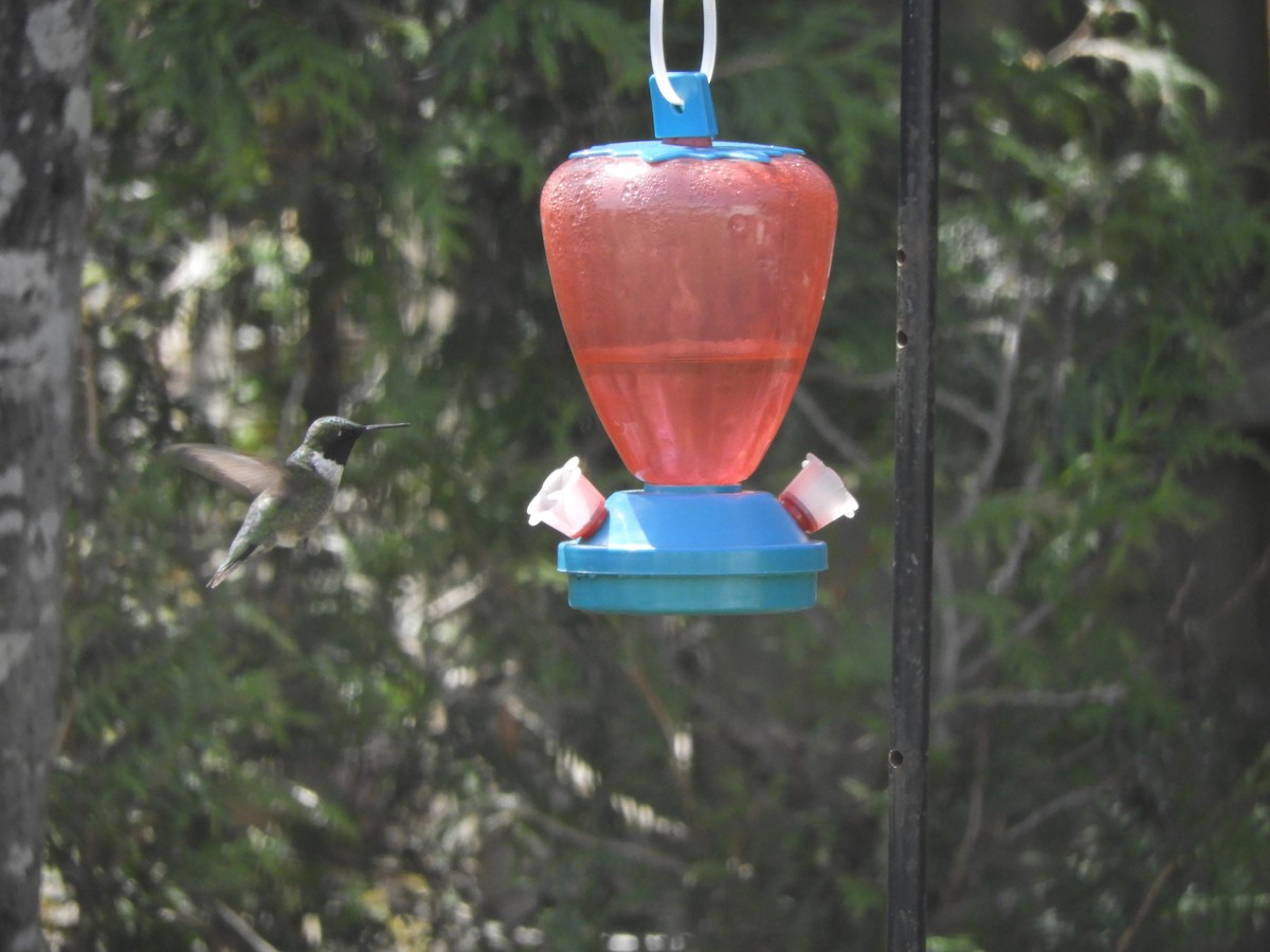 Ruby-throated Hummingbird - Lise Turgeon