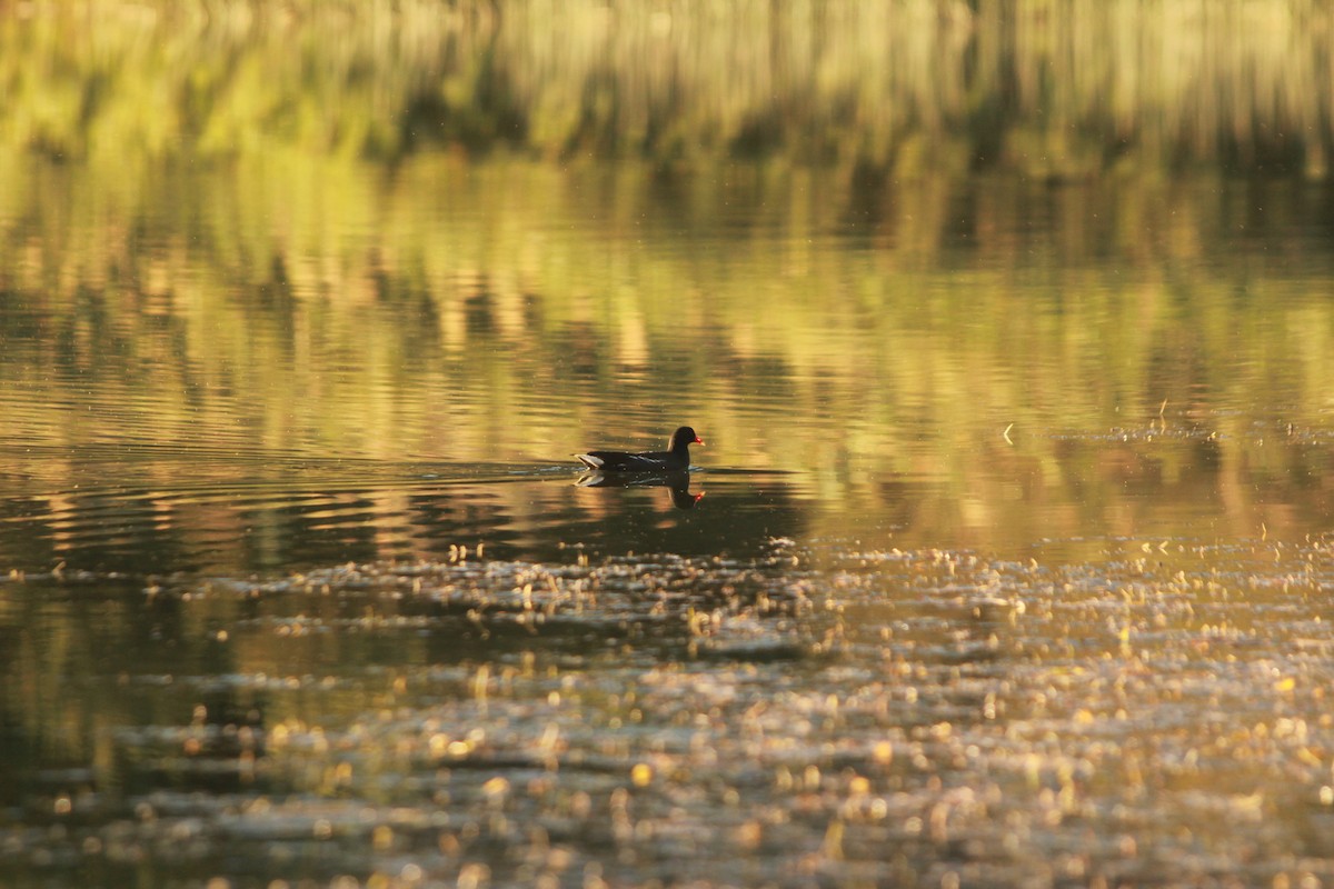 Eurasian Moorhen - ML234775571