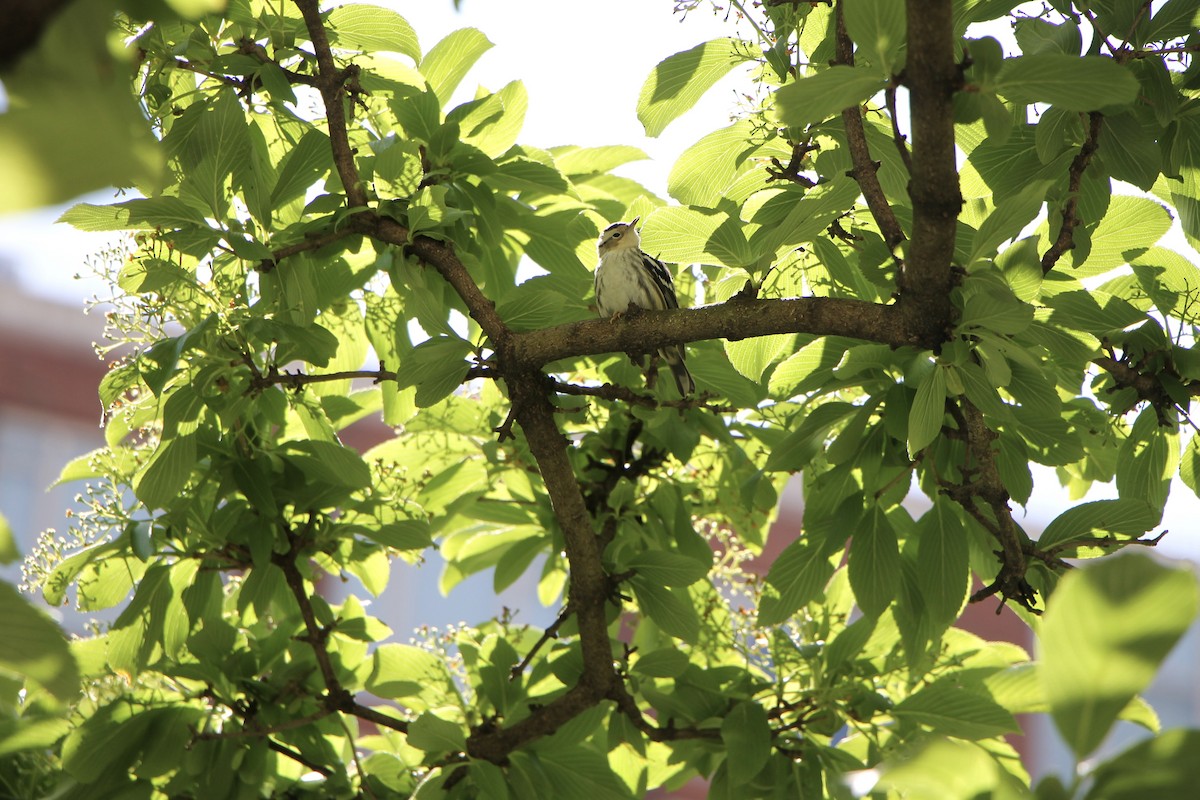 Black-and-white Warbler - ML234775721