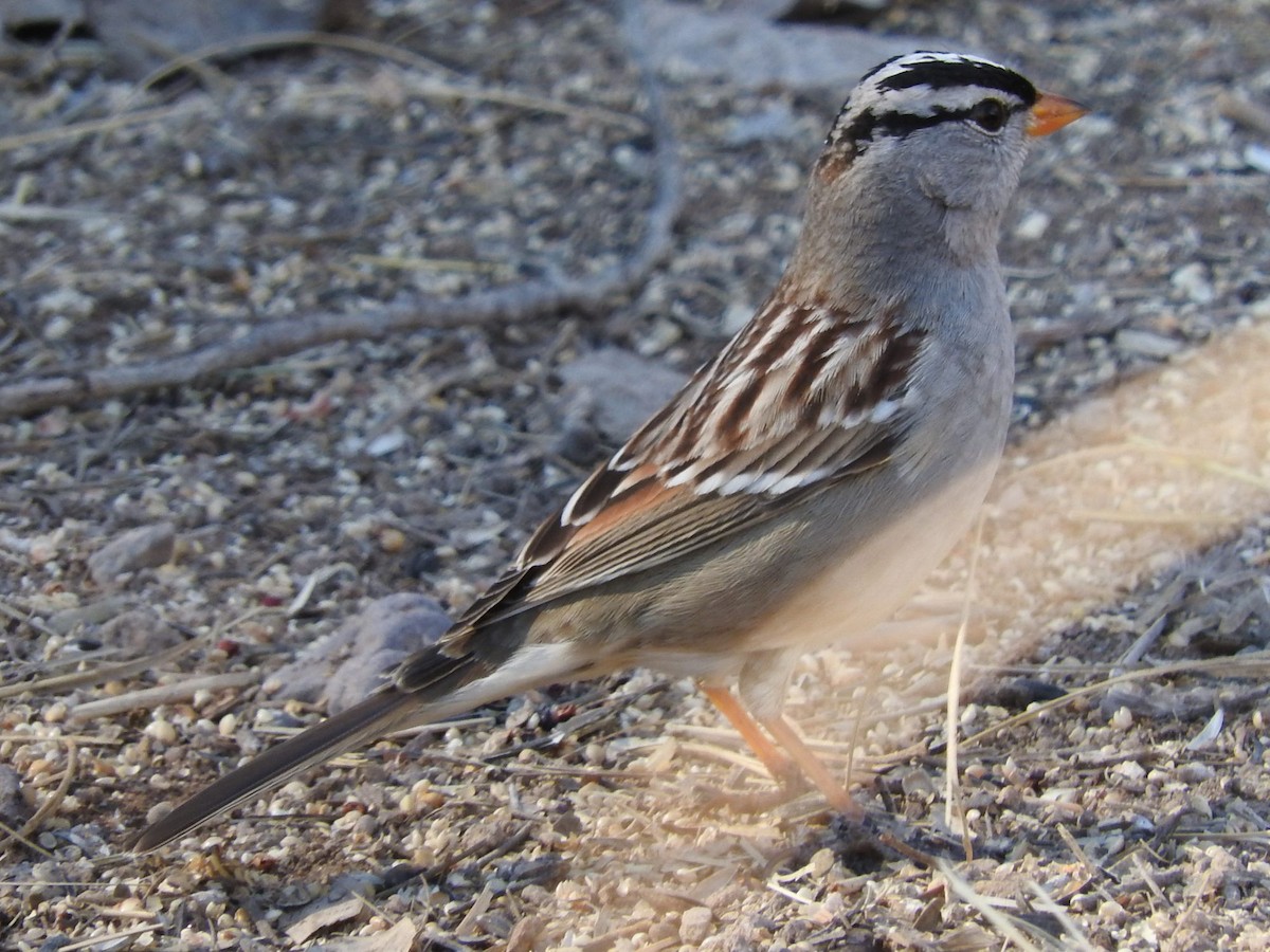 White-crowned Sparrow (Dark-lored) - ML23477581