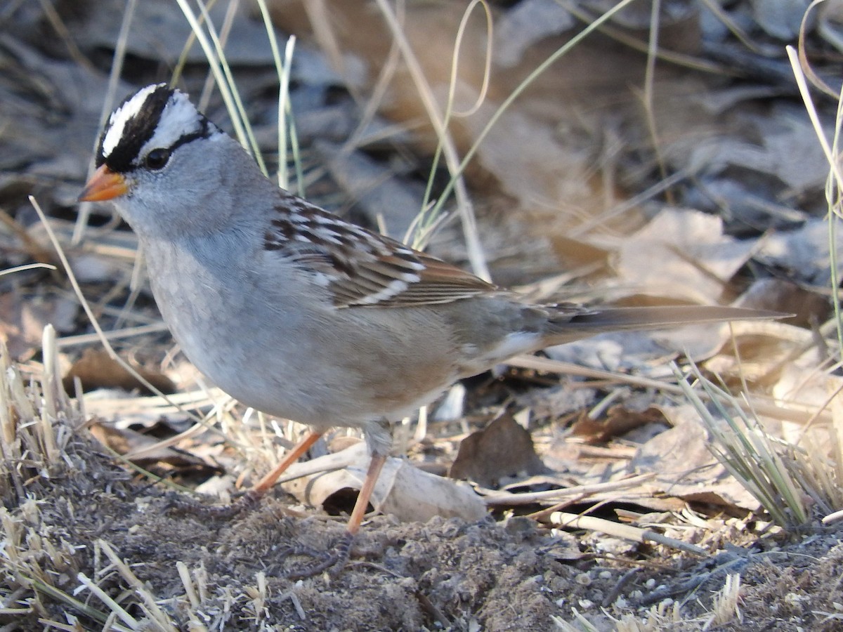 White-crowned Sparrow (Dark-lored) - ML23477591