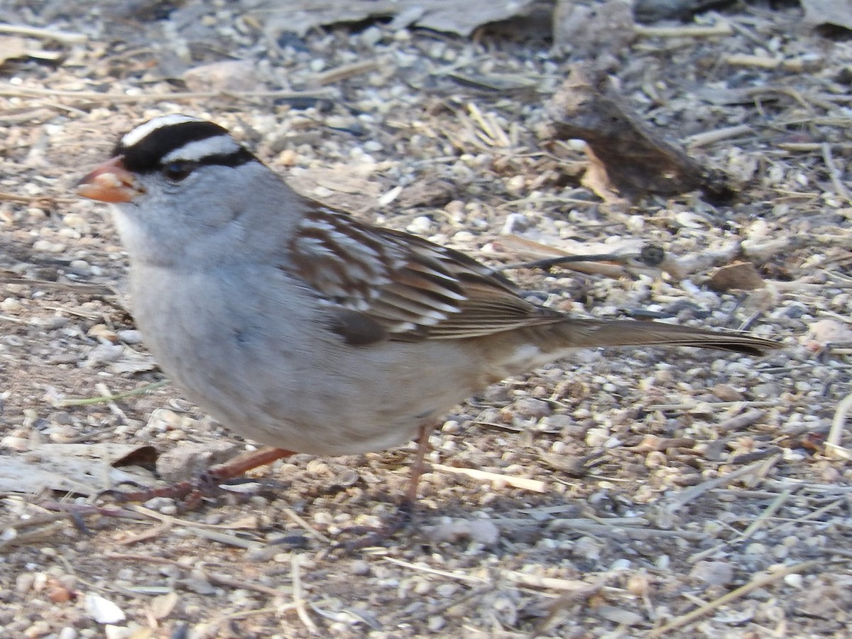 White-crowned Sparrow (Dark-lored) - ML23477601