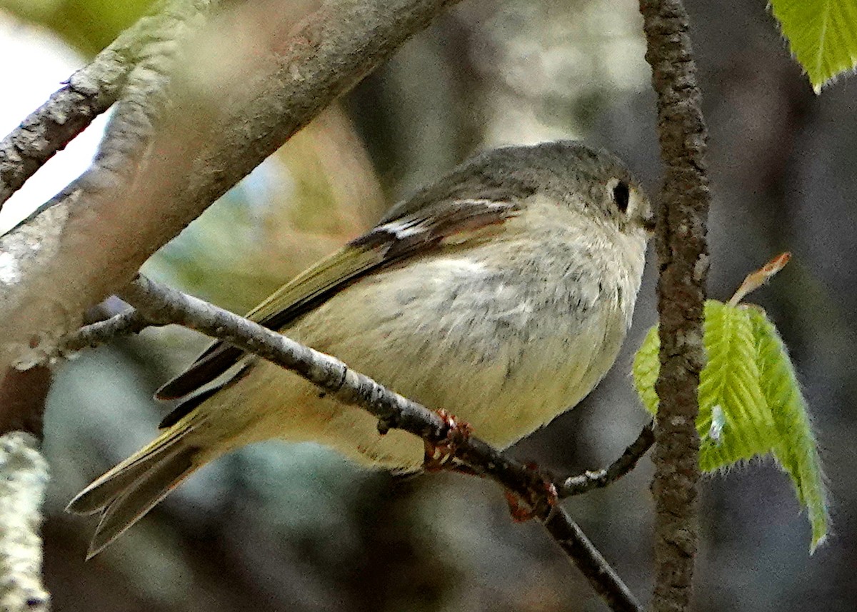 Ruby-crowned Kinglet - ML234776491