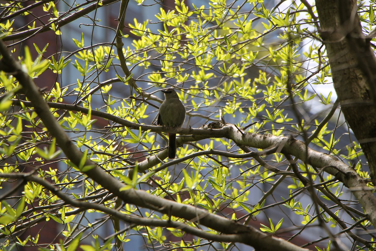 Gray Catbird - ML234776621