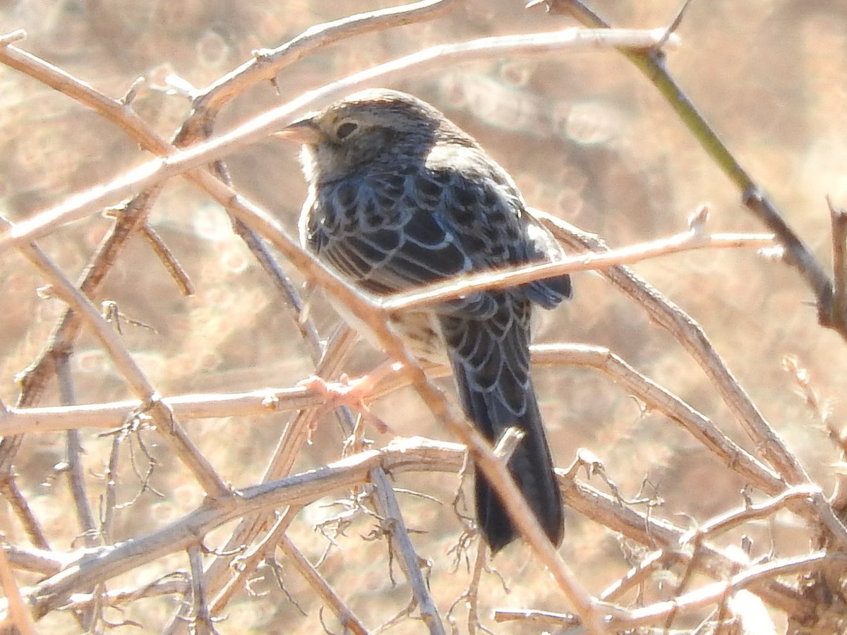 Cassin's Sparrow - ML23477681