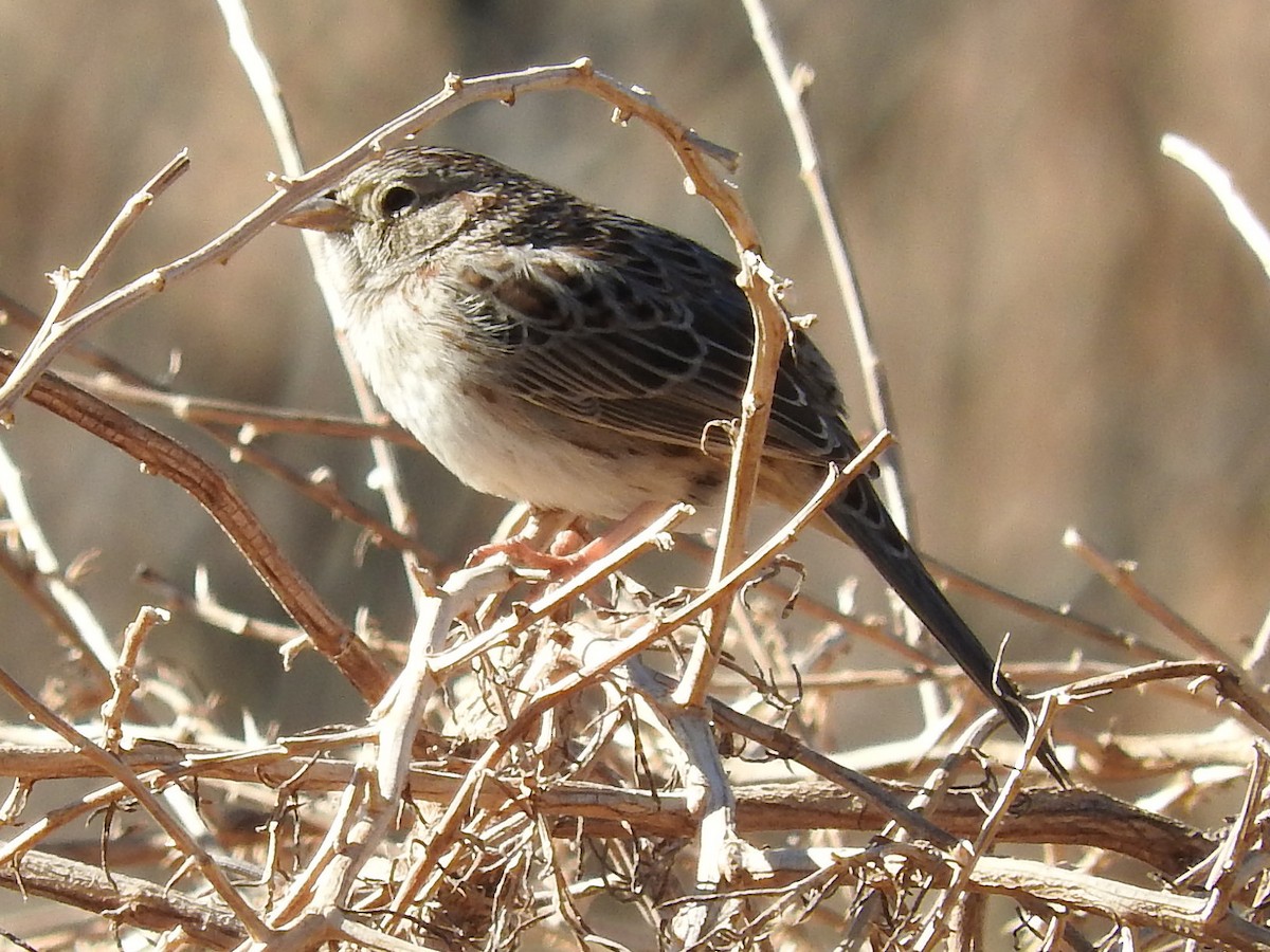 Cassin's Sparrow - ML23477691