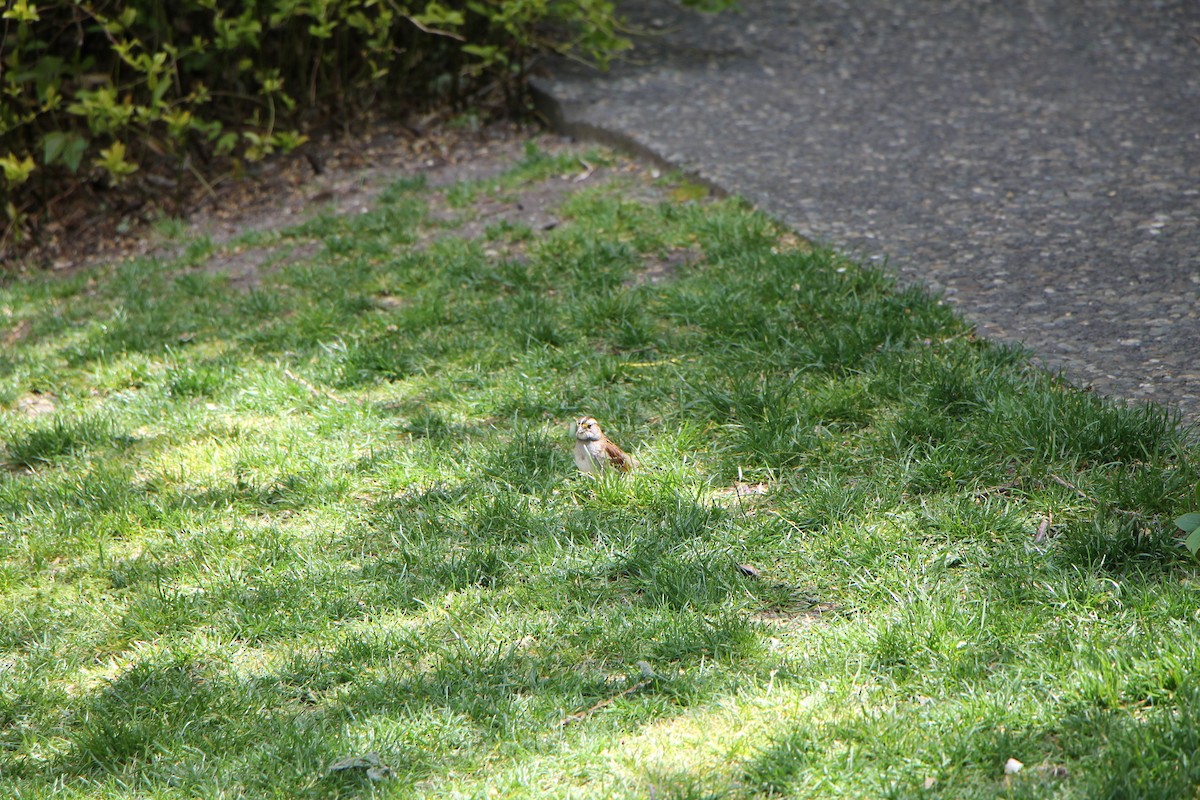 White-throated Sparrow - ML234777121