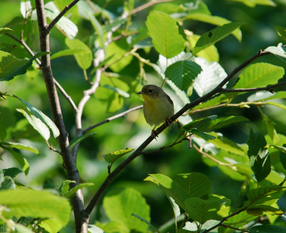 Weidengelbkehlchen - ML234777231