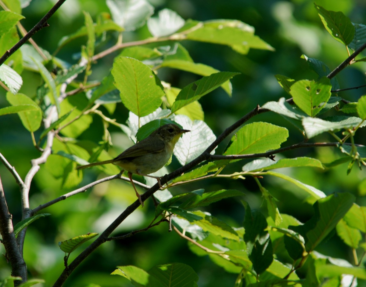 Weidengelbkehlchen - ML234777311