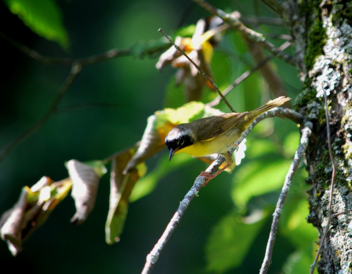 Common Yellowthroat - ML234777481