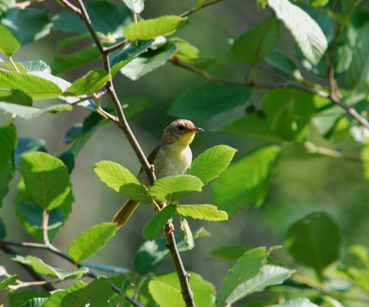Common Yellowthroat - ML234777511