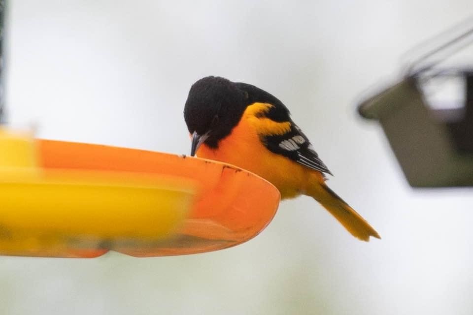 Baltimore Oriole - ML234778171