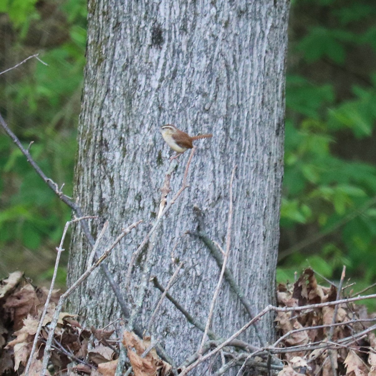 Carolina Wren - ML234778291