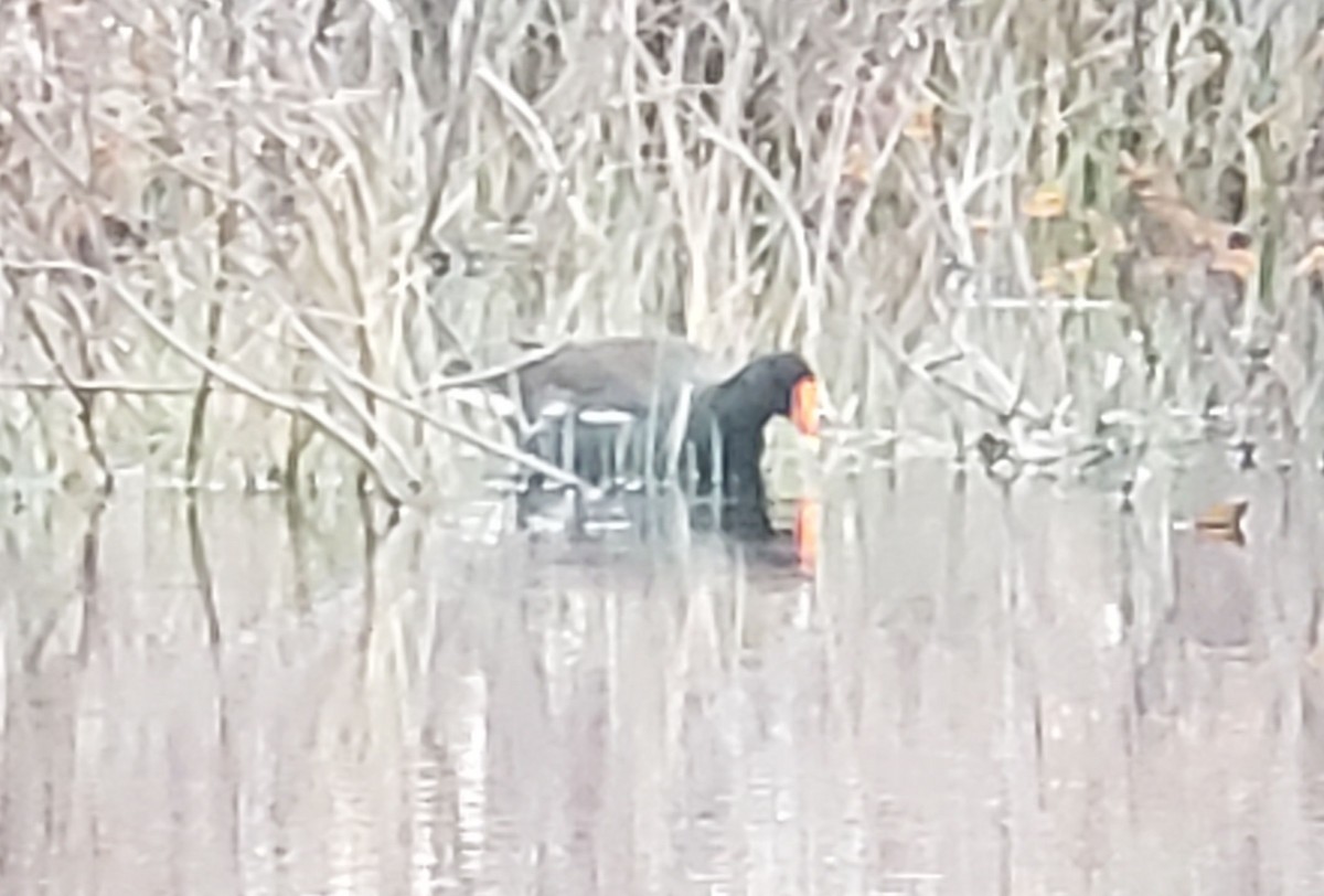 Common Gallinule - Craig Provost