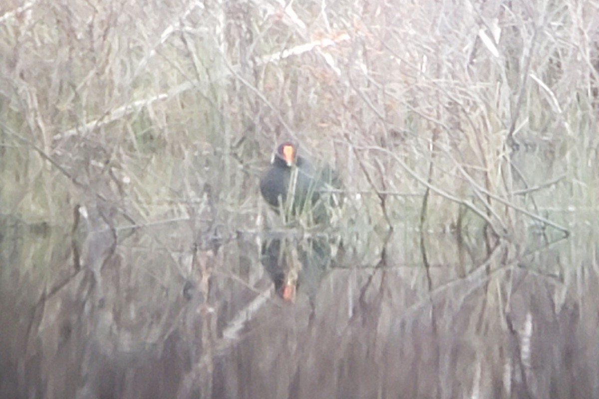 Gallinule d'Amérique - ML234779801