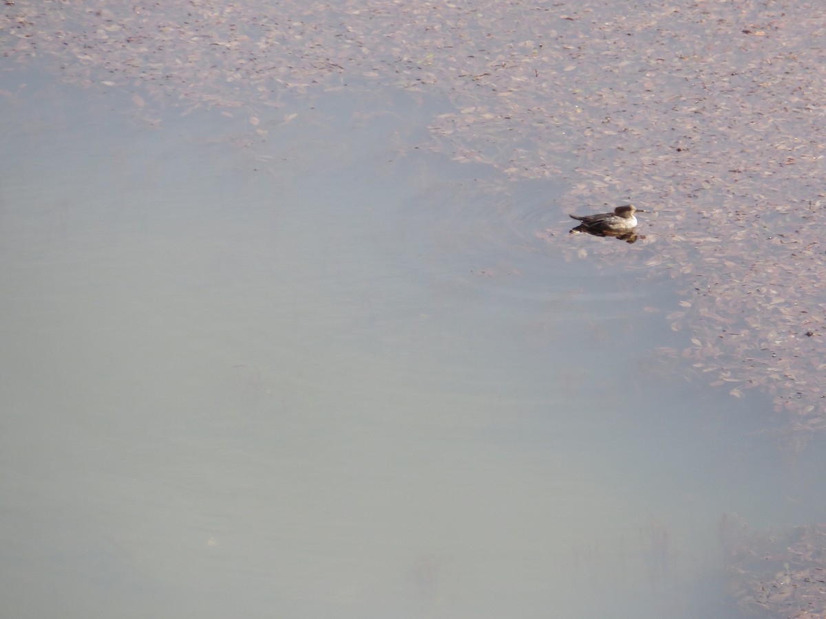 Hooded Merganser - ML234781041