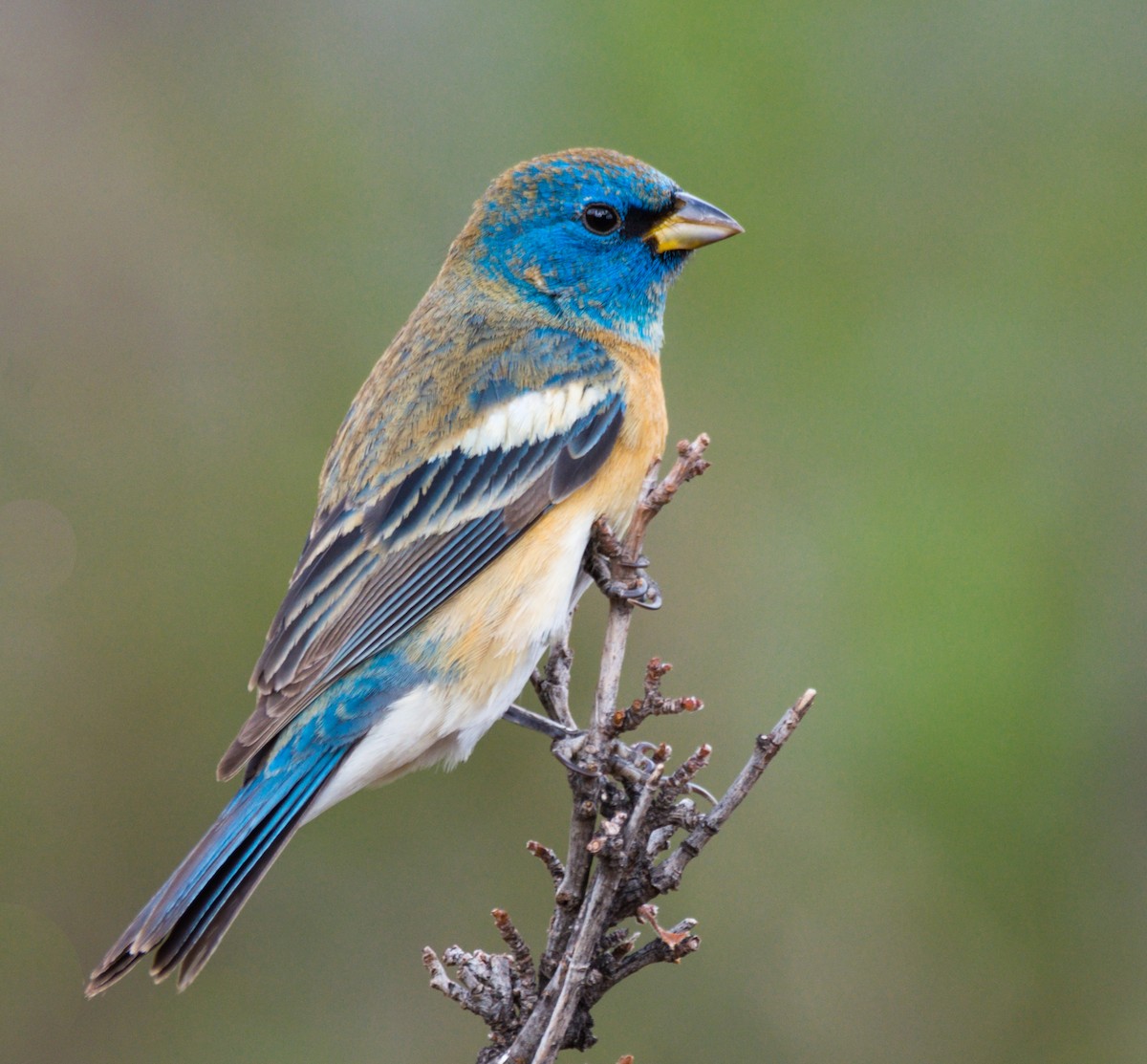 Lazuli Bunting - ML234781591