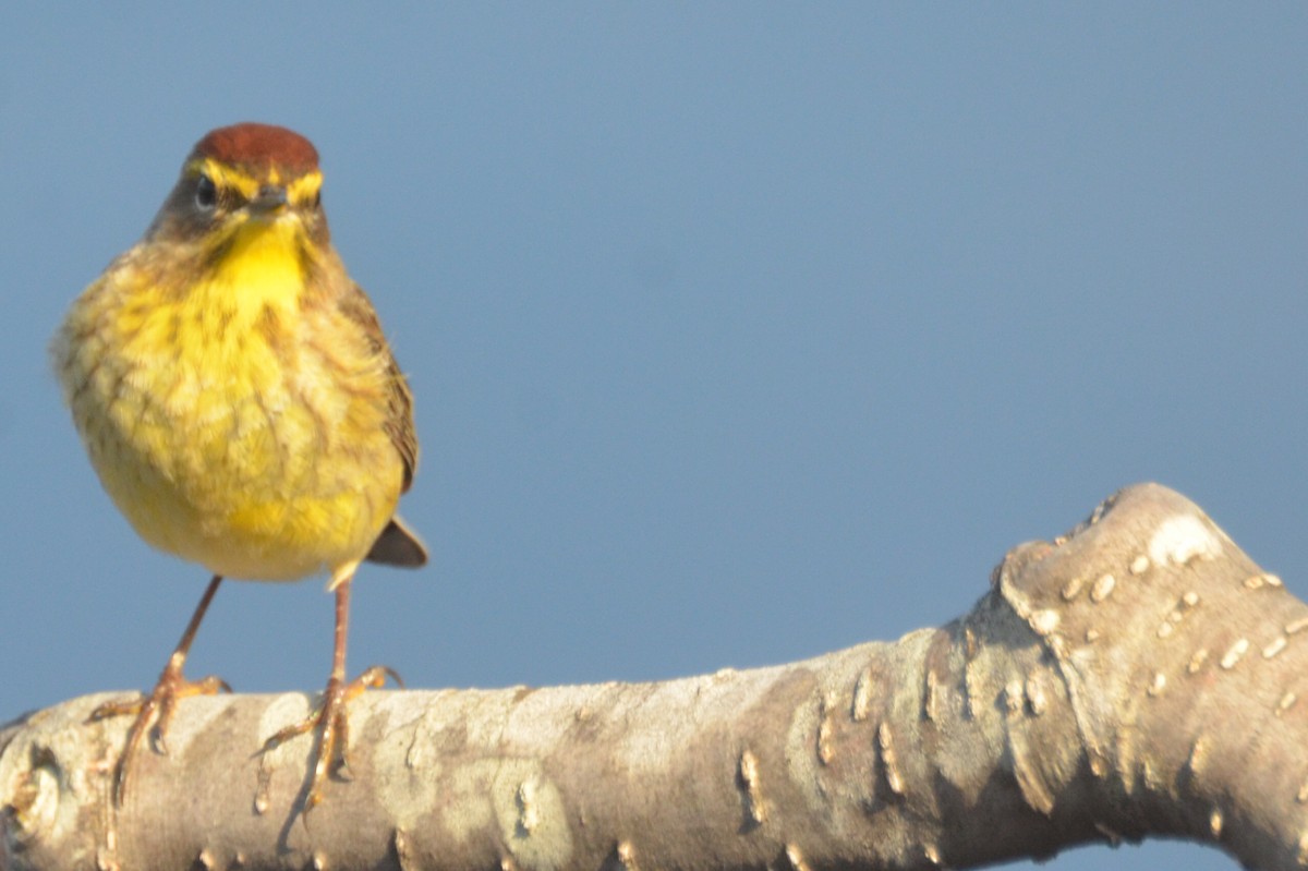 Palm Warbler - claudine lafrance cohl