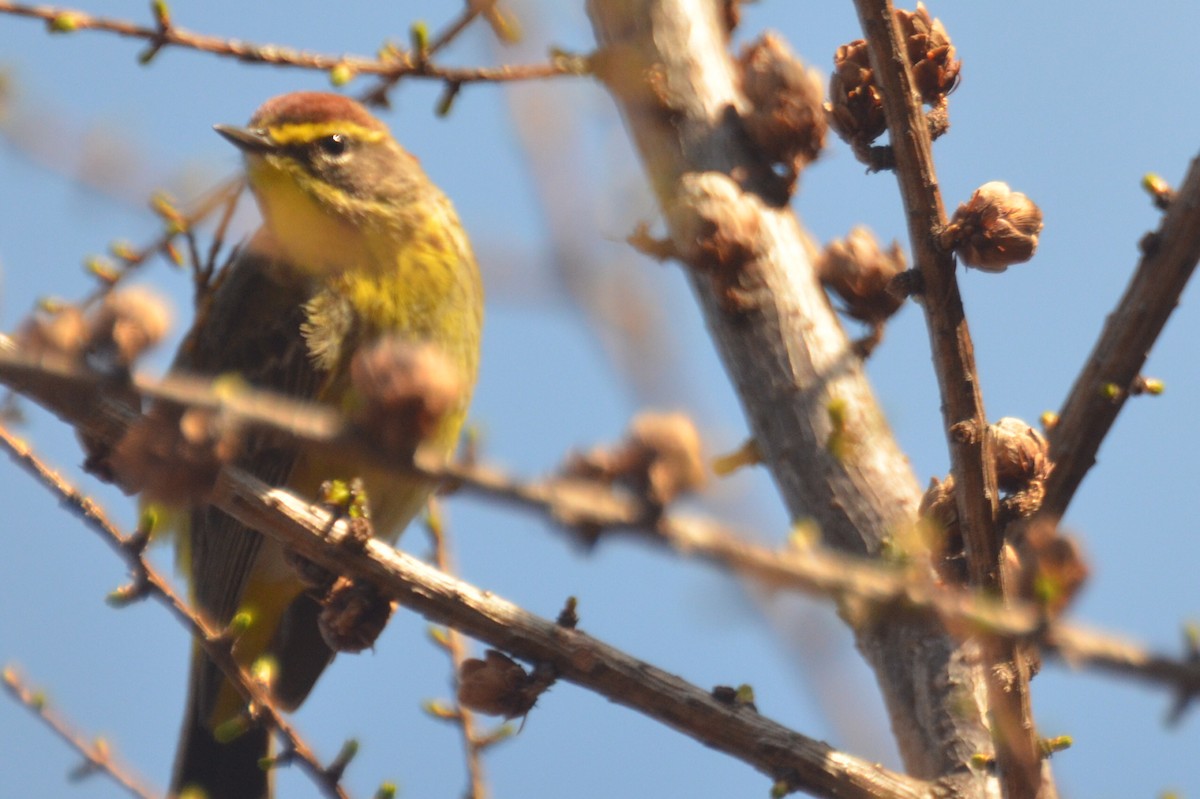 Palm Warbler - claudine lafrance cohl