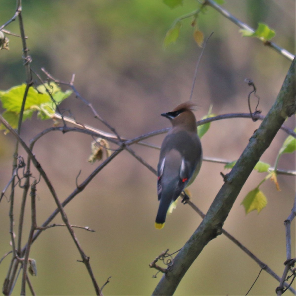 Cedar Waxwing - ML234785021