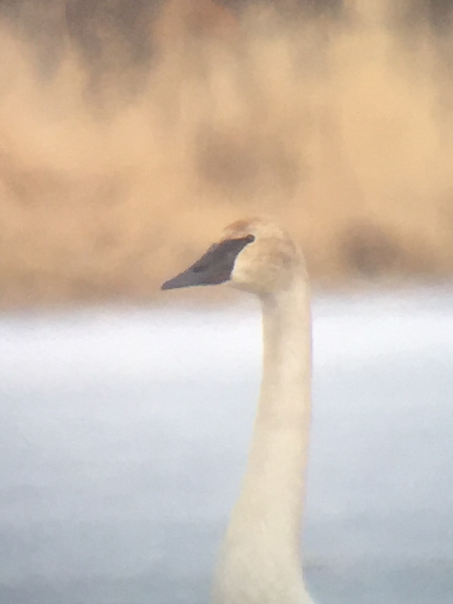 Trumpeter Swan - Reid Hildebrandt