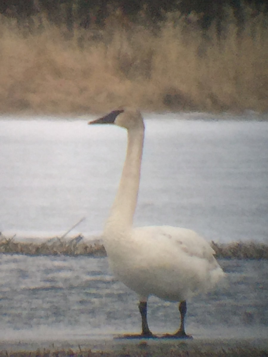 Trumpeter Swan - ML234785211