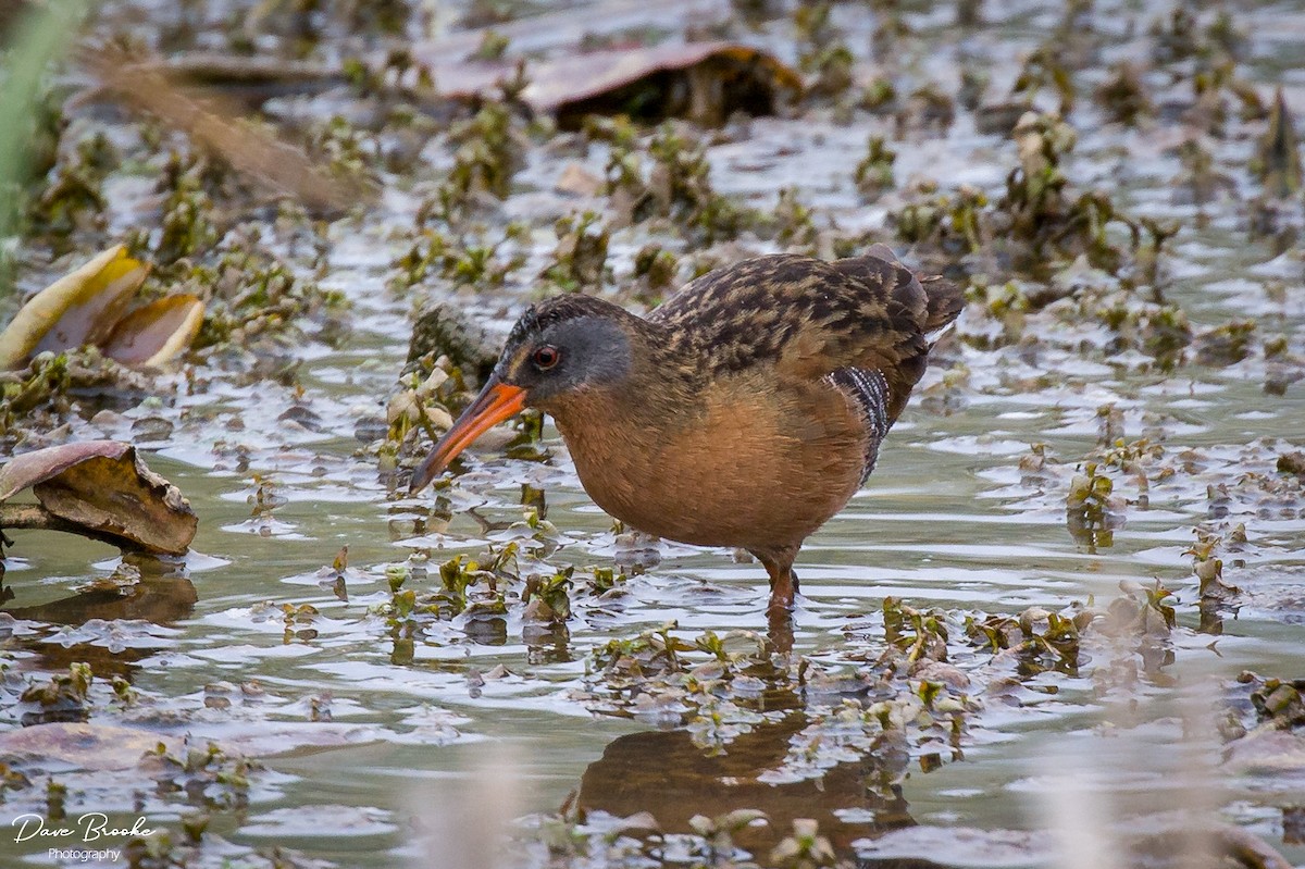 Virginia Rail - Dave Brooke