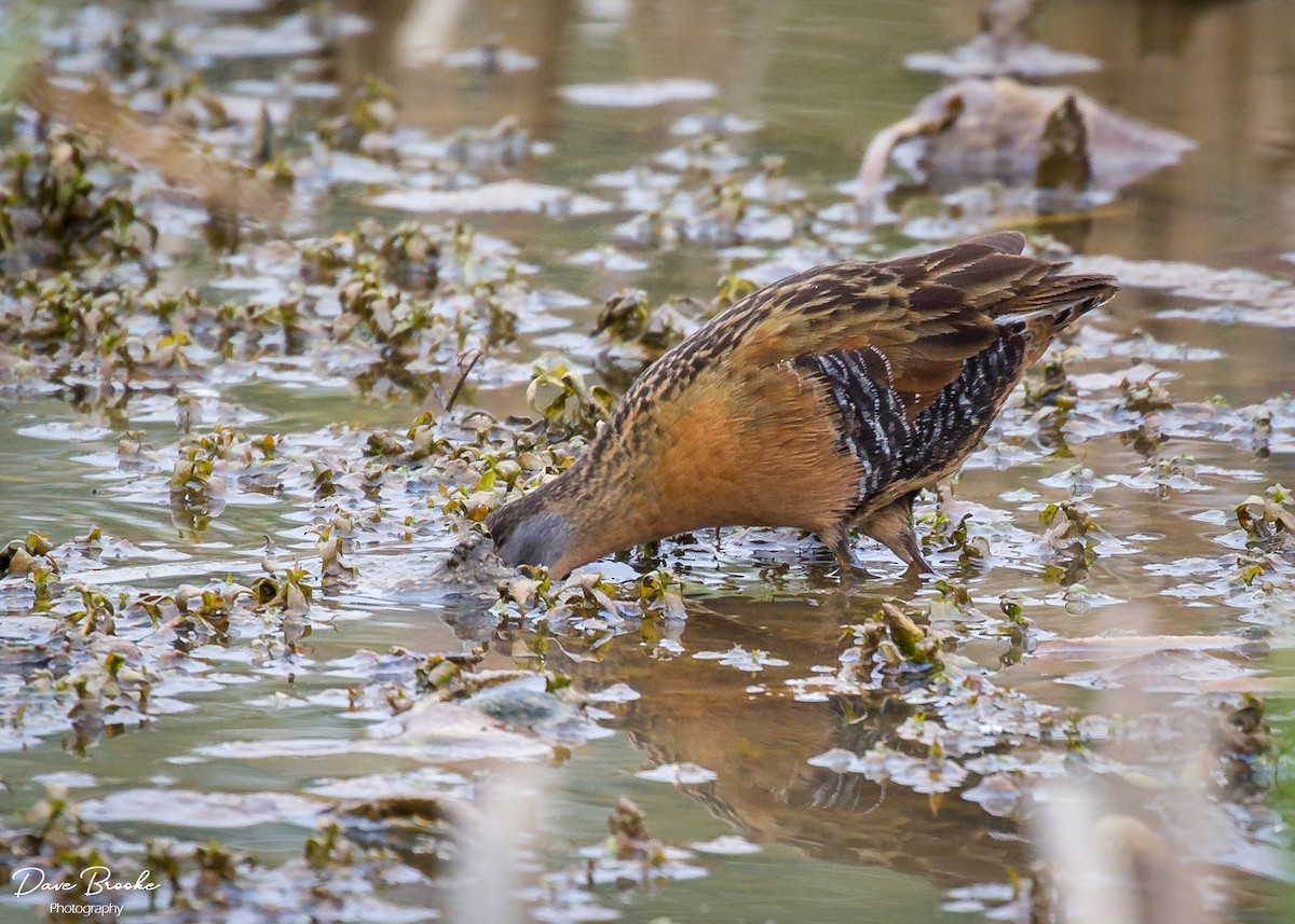 Virginia Rail - Dave Brooke