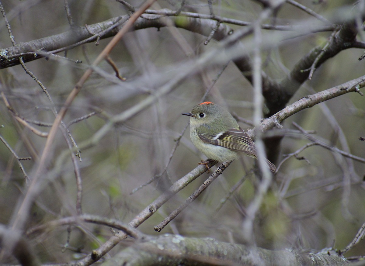 Roitelet à couronne rubis - ML234792471