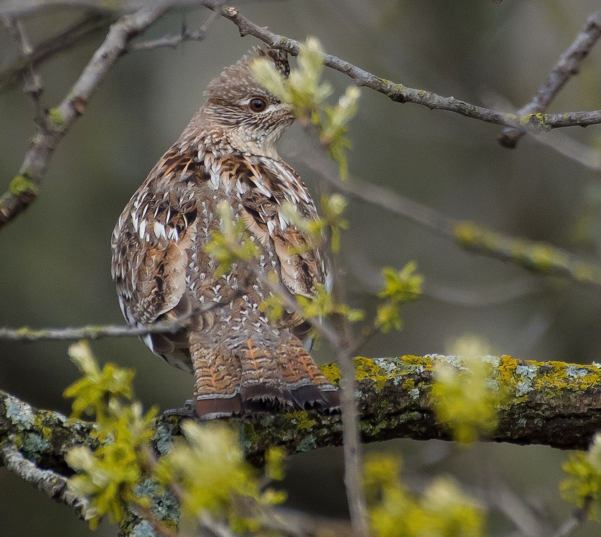 Ruffed Grouse - ML234792621