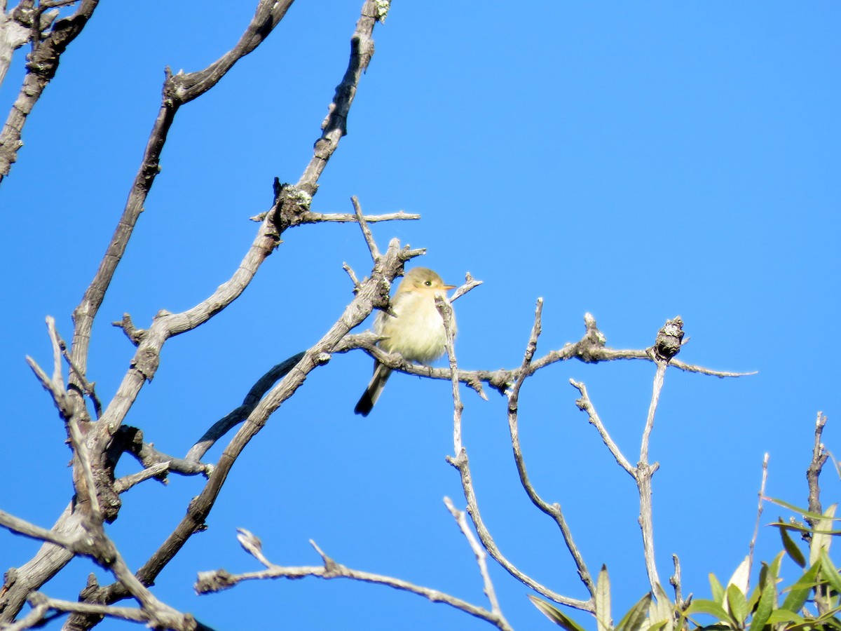 Buff-breasted Flycatcher - ML23479291