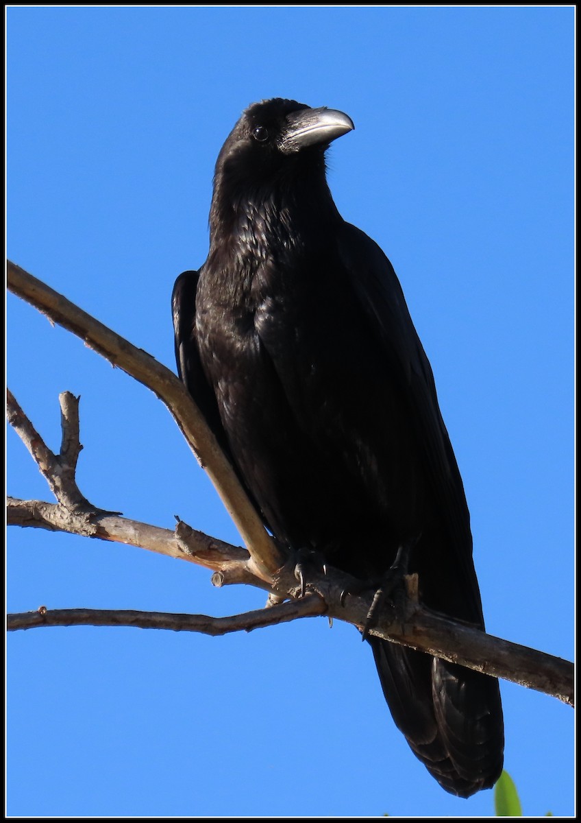 Common Raven - ML234792941