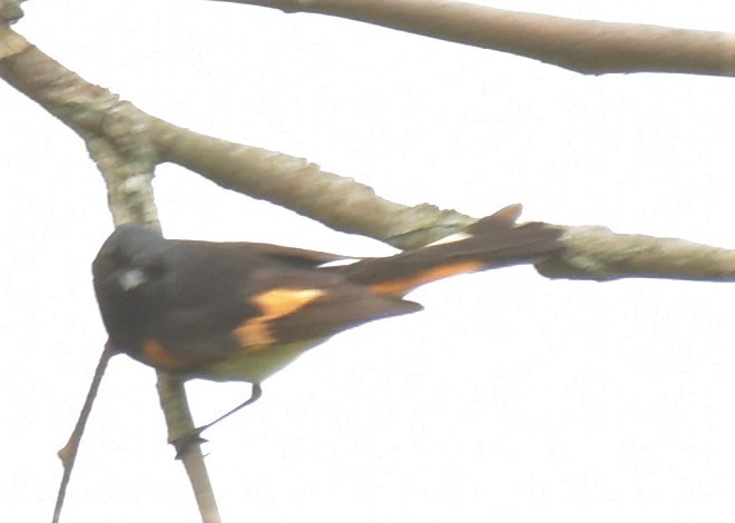 American Redstart - ML234793751