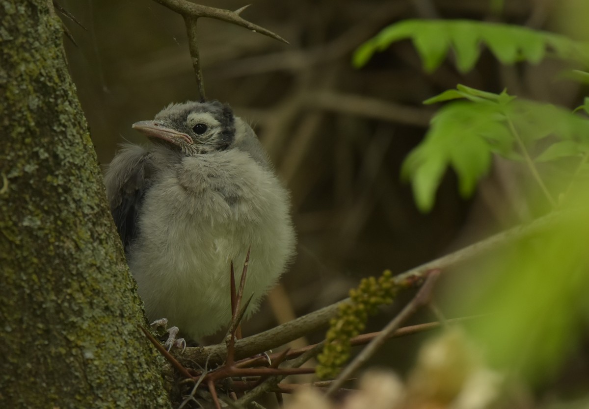 Blue Jay - ML234793931