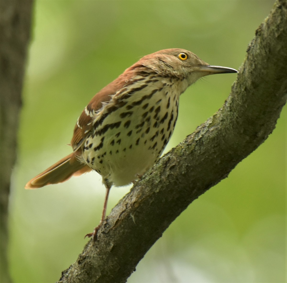 Brown Thrasher - ML234793951
