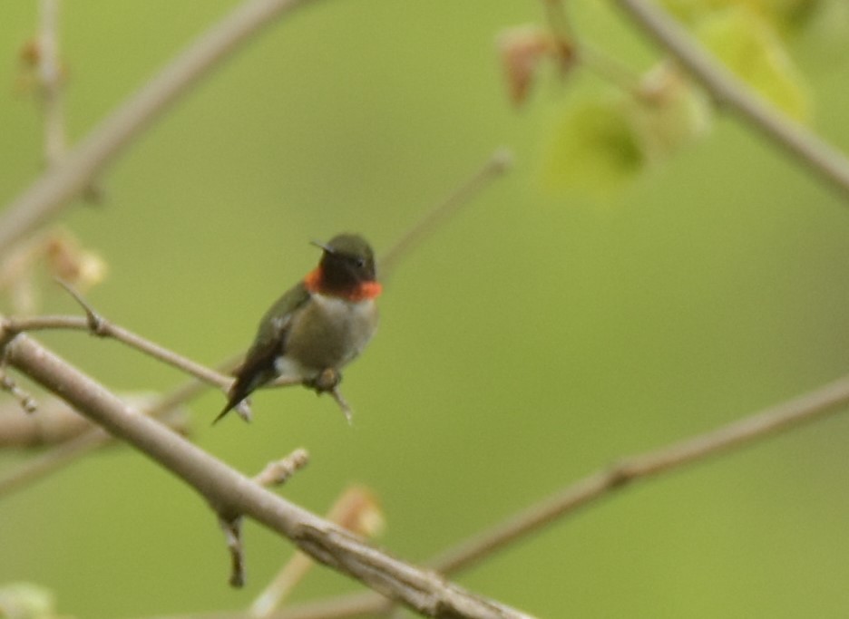 Ruby-throated Hummingbird - ML234794001