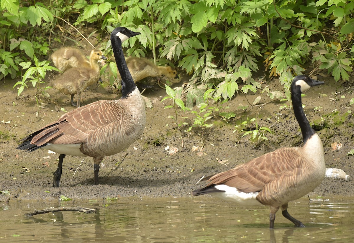 Канад галуу - ML234794031