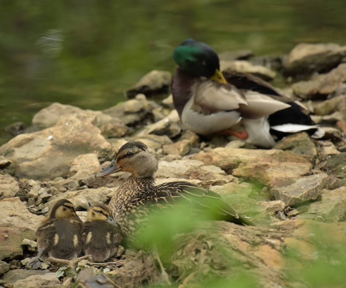 Зэрлэг нугас - ML234794041