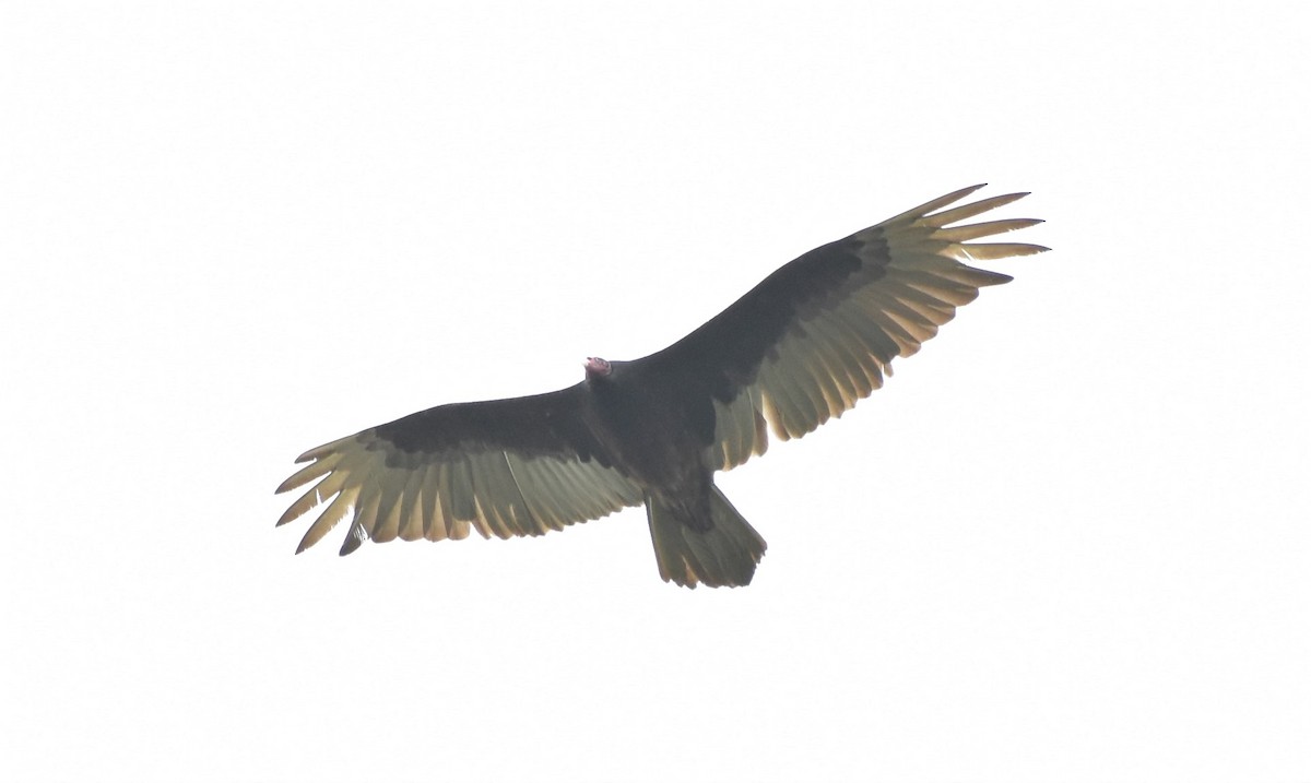Turkey Vulture - ML234794051