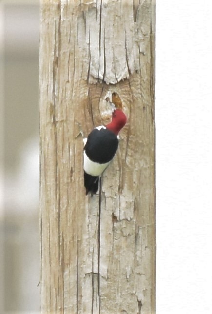 Red-headed Woodpecker - ML234794091