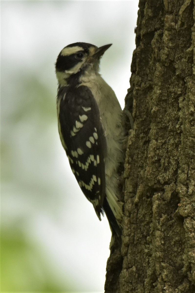 Downy Woodpecker - ML234794131