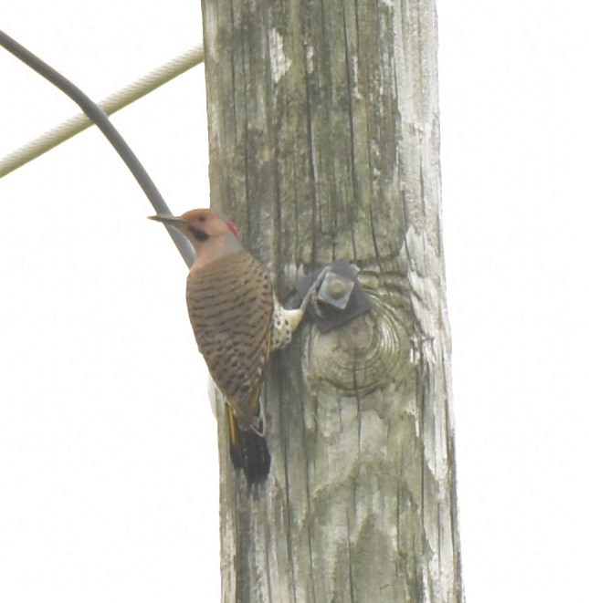Northern Flicker - ML234794161