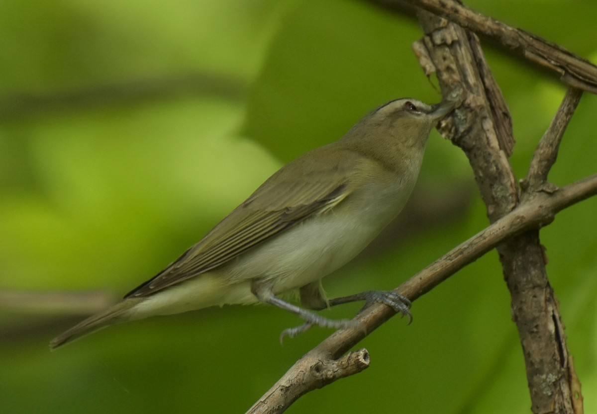 Red-eyed Vireo - ML234794241