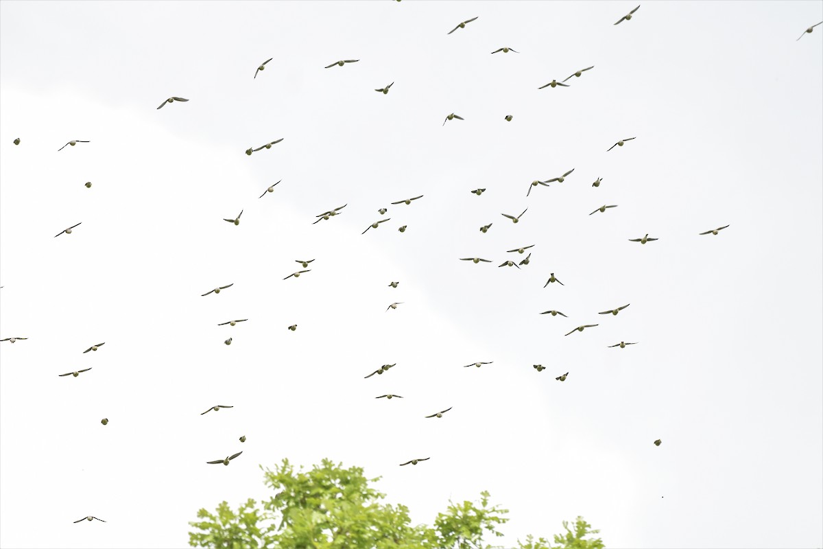 Cedar Waxwing - ML234794321