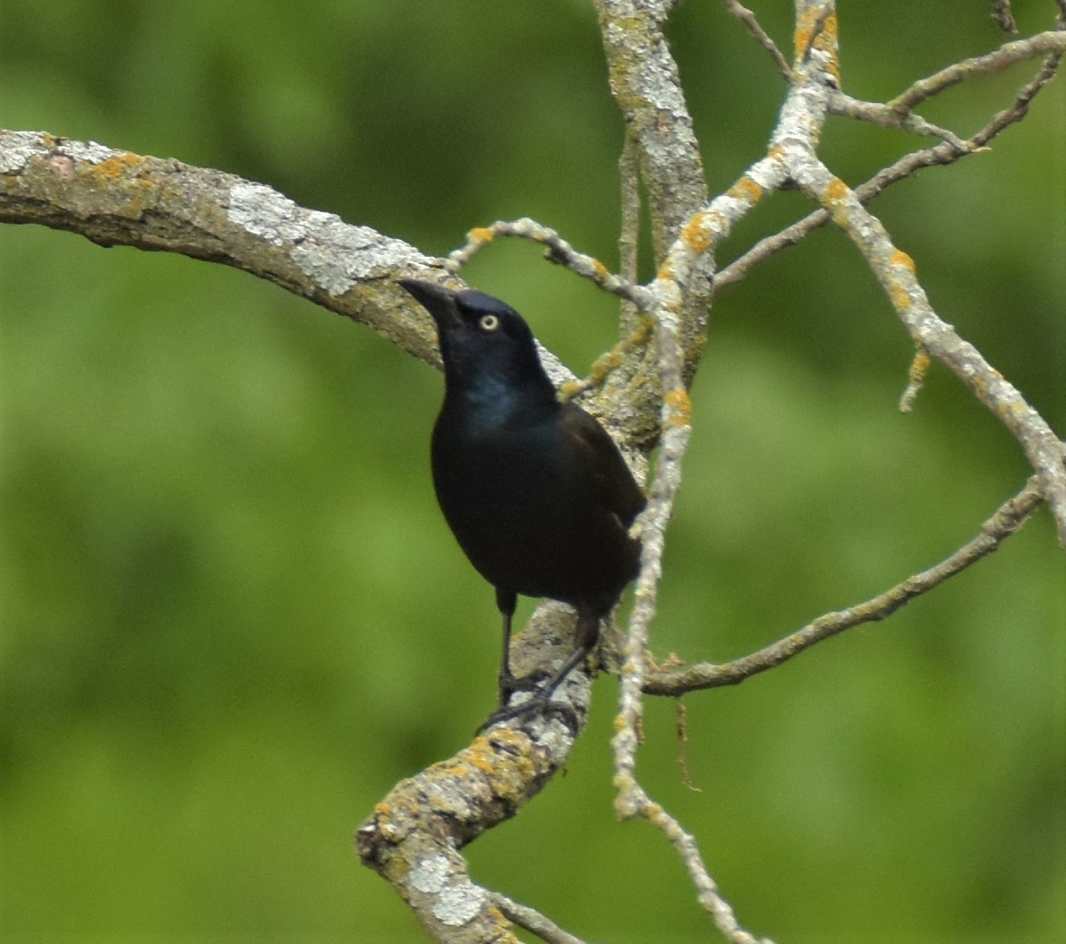 Common Grackle - ML234794341