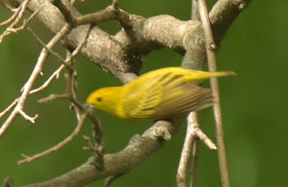 Northern Yellow Warbler - ML234794391