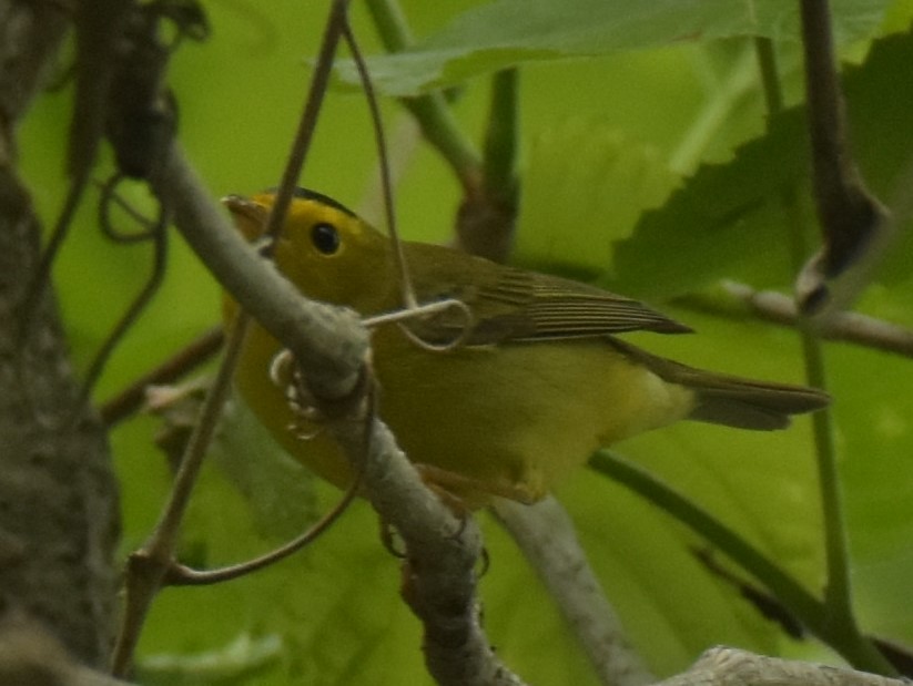 Wilson's Warbler - ML234794421