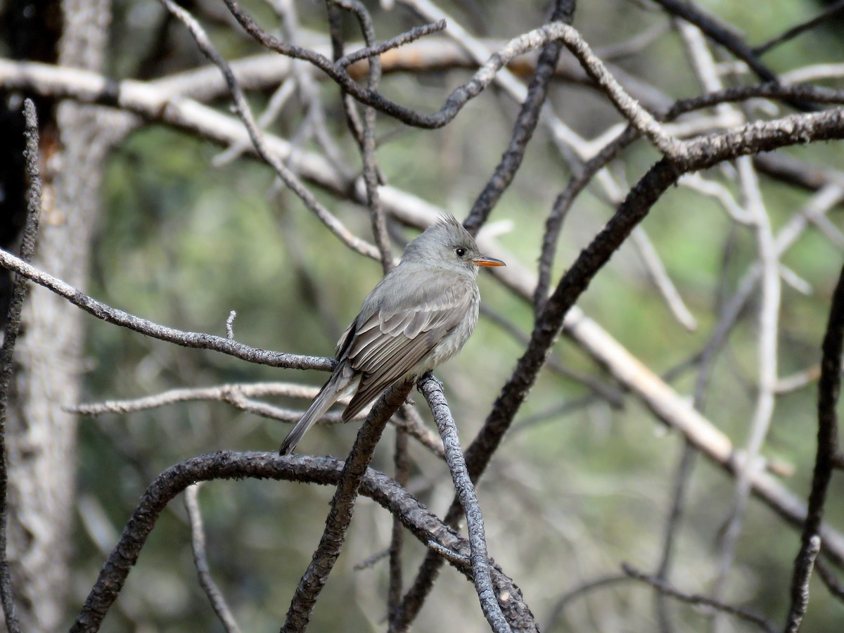 Greater Pewee - ML23479451