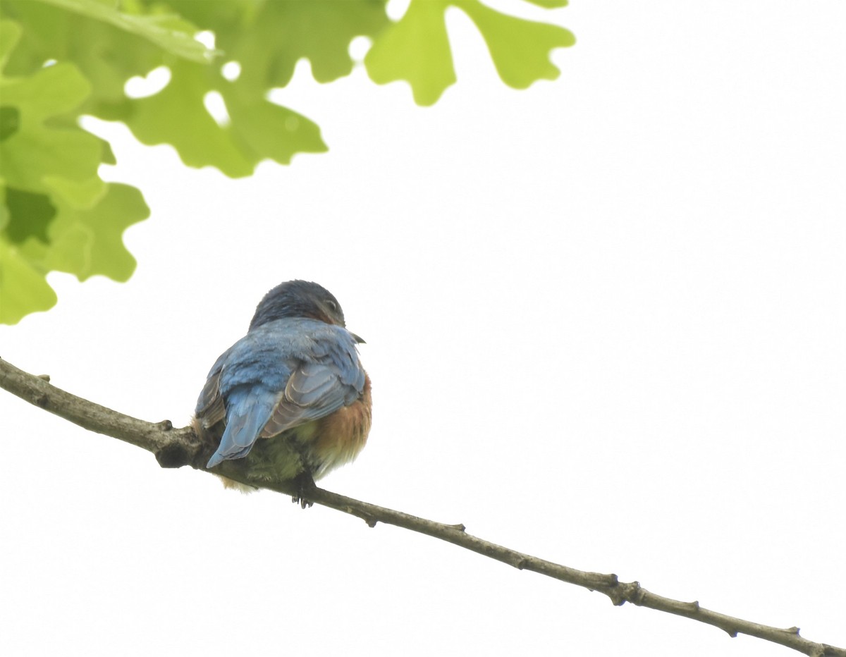 Eastern Bluebird - ML234794981