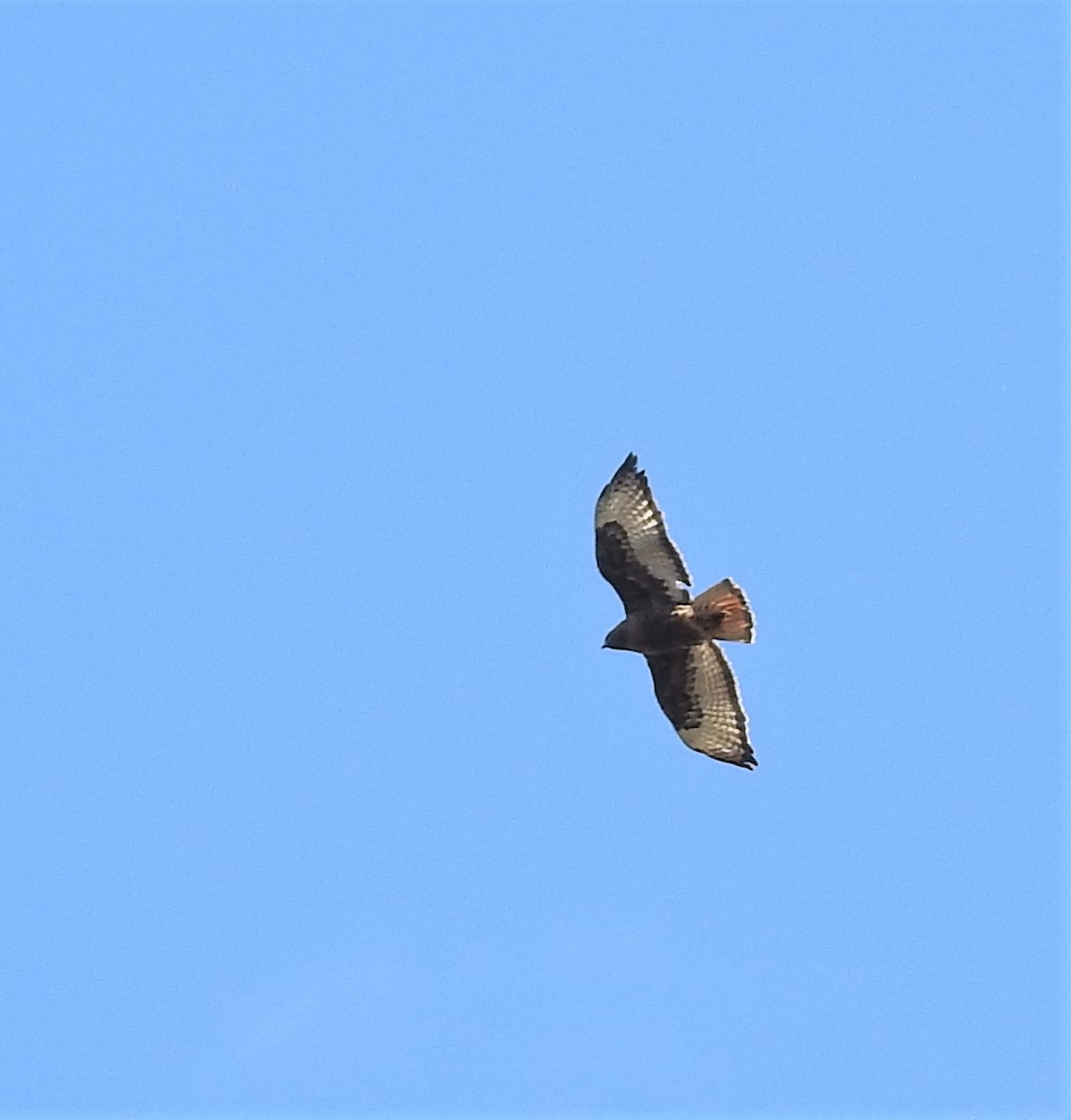 Red-tailed Hawk (Harlan's) - ML234796451